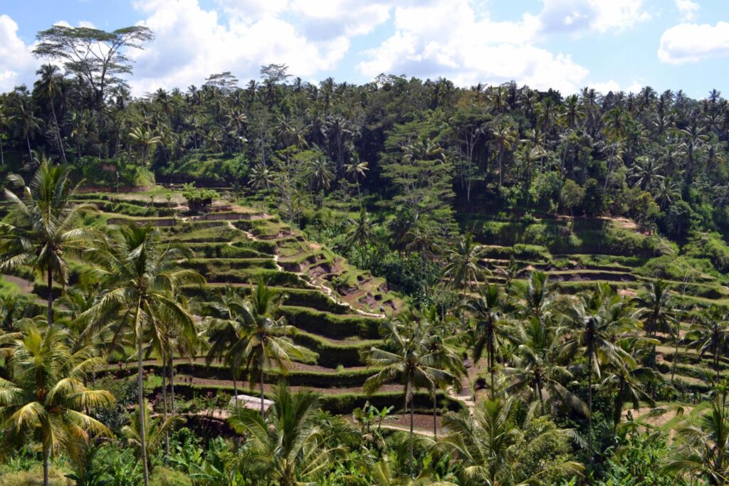 indonesia the rice field in ubud bali
