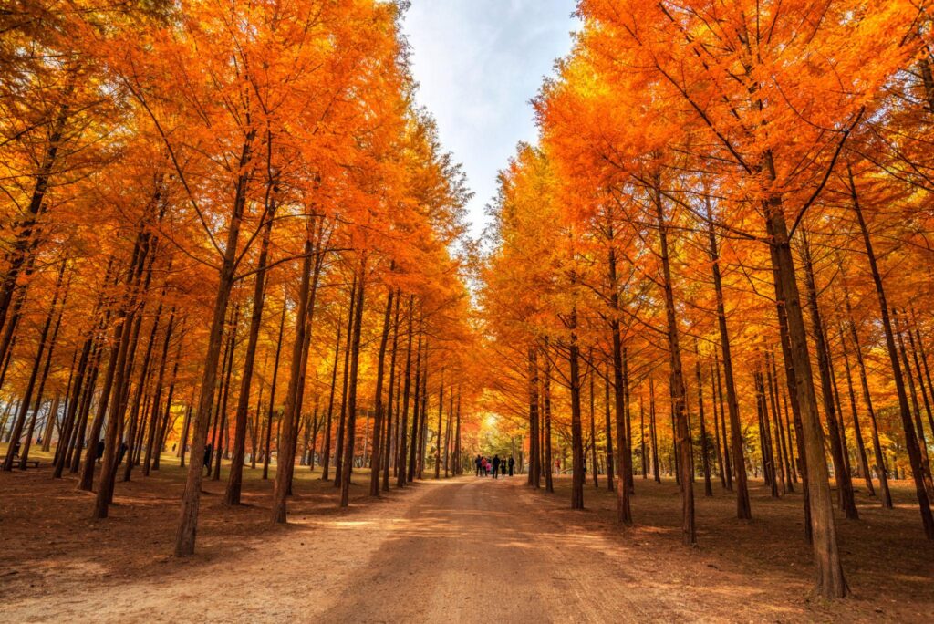 korea autumn beauty of the nami island in the fall.the leaves are changing colors