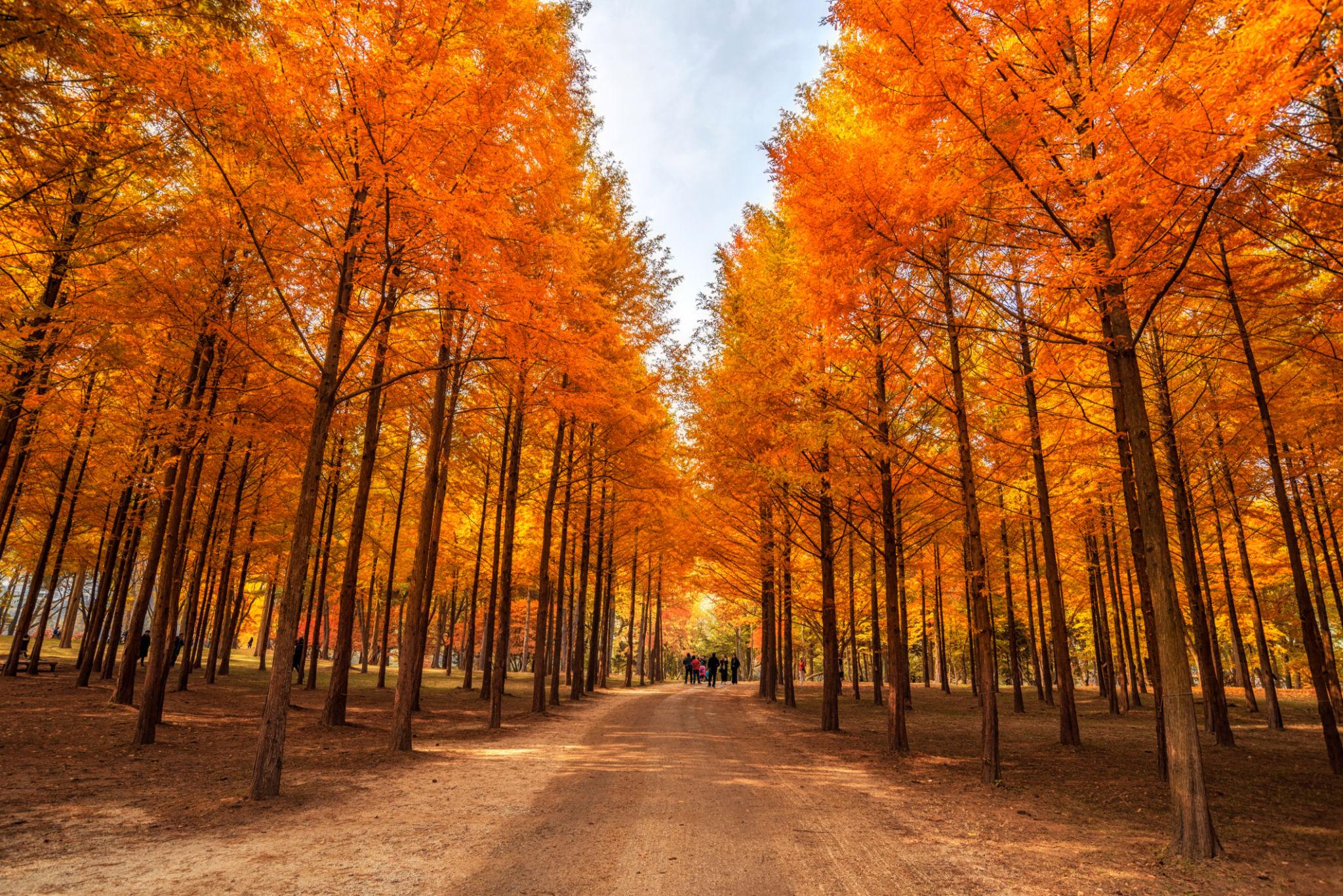 korea autumn beauty of the nami island in the fall.the leaves are changing colors