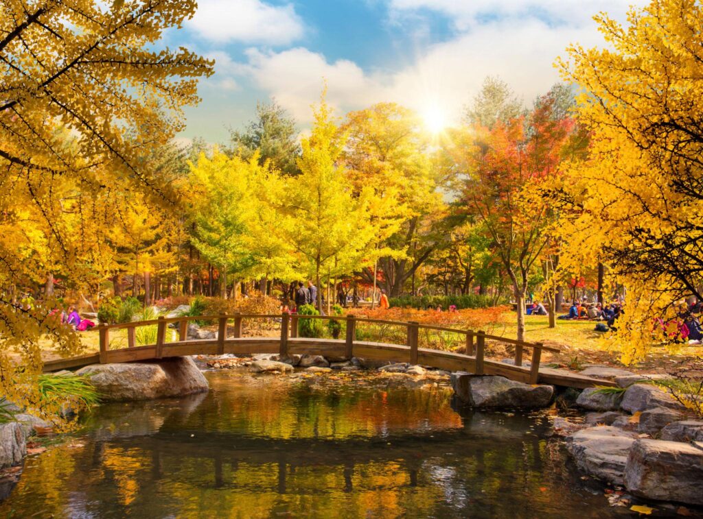korea autumn season at nami island