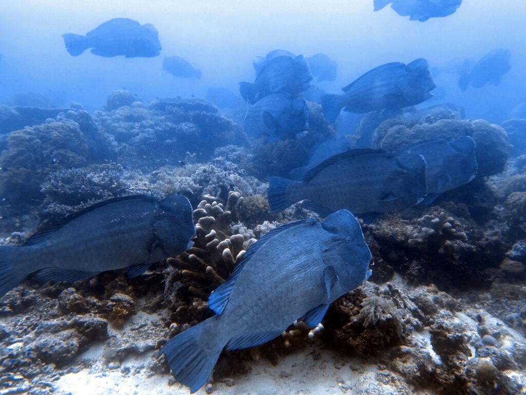 semporna sabah diving spon sipadan island