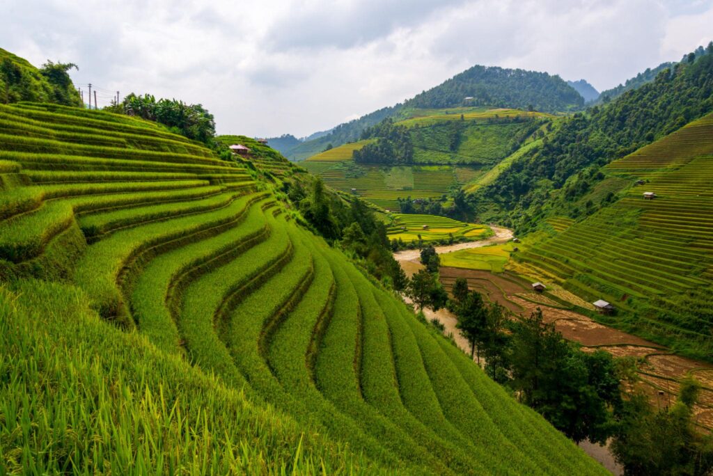 vietnam colorful rice terraces at west north area