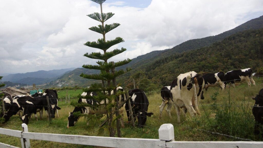 kundasang dairy farm