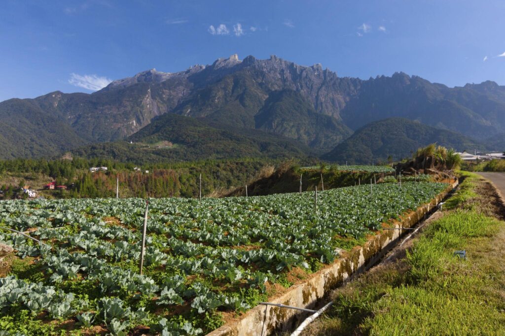 kundasang vegetable farm